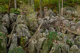 Felsenmeer bei Hemer, Sauerland, wild zerklüftete Felsen unter alten Buchen,  NRW, Deutschland.