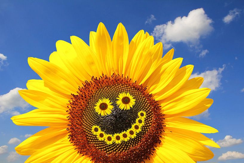 happy sunflower by SusaZoom