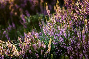Flowering purple heather by Fotografiecor .nl