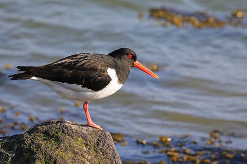Oystercatcher