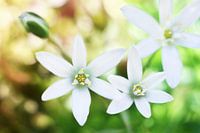  Dream flowers