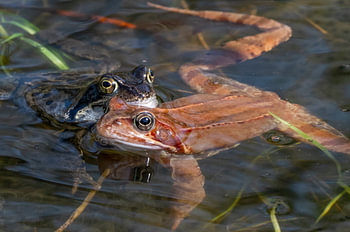 Ein Froschpaar, rot und grün in Nahaufnahme im Wasser