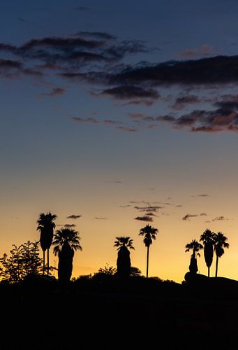 Zonsopkomst met silhouetten van palmbomen