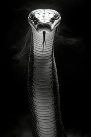 Cobra sur Poster Art Shop