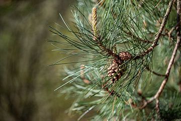 Close-up naaldboom met naalden en dennenappels