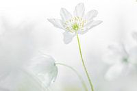 Wood anemone