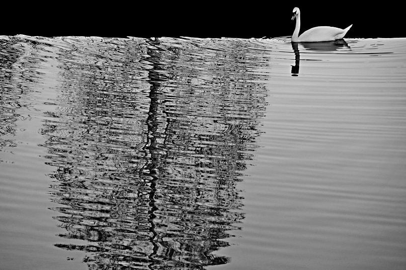 cygne blanc par Miroslav Ptacek