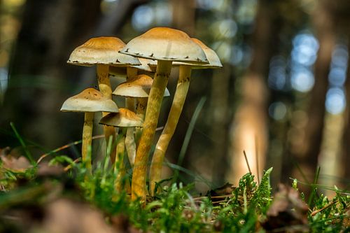 champignons sur Hermen Buurman