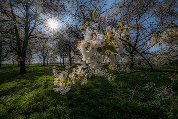 Heel veel bloesem van Moetwil en van Dijk - Fotografie