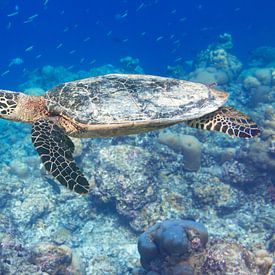 Hawksbill turtle in the reef by Tilo Grellmann
