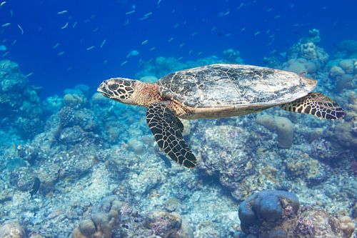 Karetschildpad in het rif van Tilo Grellmann