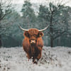 Scottish Highlanders