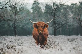 No milk but... ice cream? by Need 4 Speed Fotografie