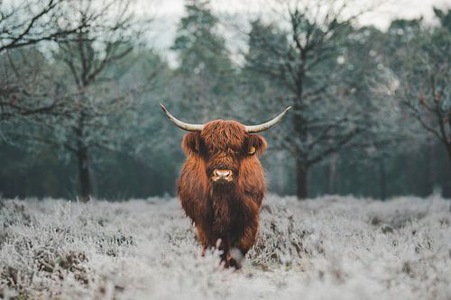 No milk but... ice cream?