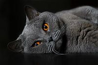 Rocky the British Shorthair