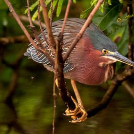 Mangrovereiger sur Maarten Verhees