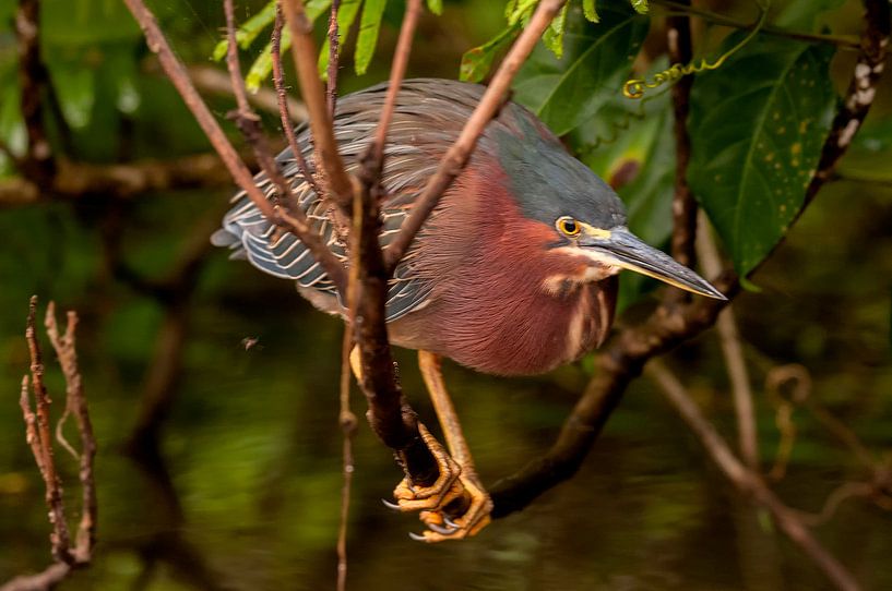 Mangrovereiger van Maarten Verhees