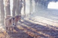 Paarden in de winter in de wei in de mist van Bas Meelker thumbnail