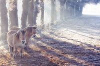 Horses in winter in the meadow in the fog
