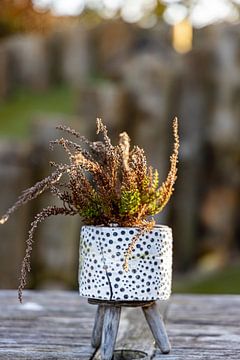 Herfstplant in een decoratieve pot van DK | Photography