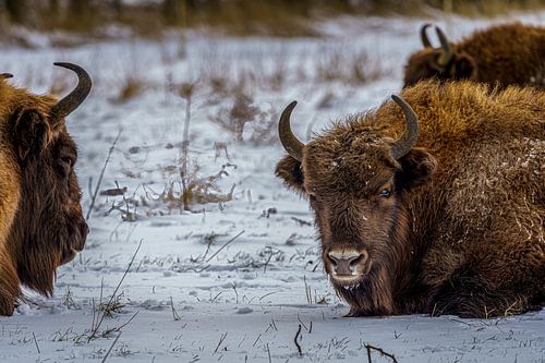 Gros plan sur un troupeau de wisents dans la neige.