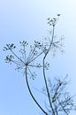 Prachtige plant in contrast met de blauwe lucht van Bianca van Dijk thumbnail