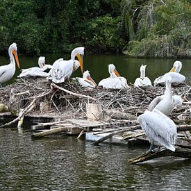 Brut ruht auf dem Wasser, Kruzianpelikane in Harmonie von Jose Lok