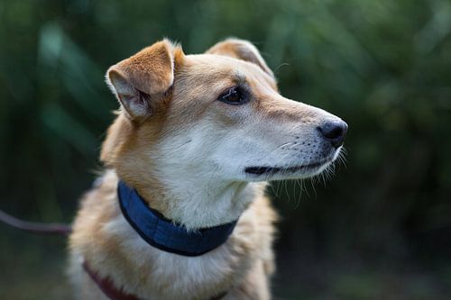 Een hond kijkt in de verte