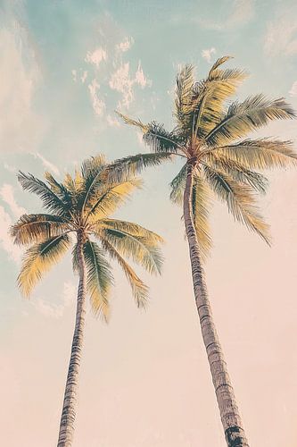 Tropical Dreams
