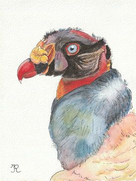 King Vulture bird