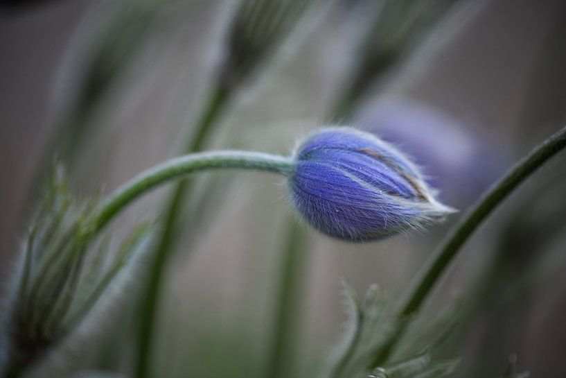 cowbell by Sergej Nickel