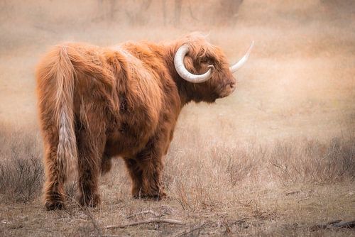 Schottischer Hochlandbewohner