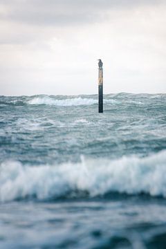 Sturm an der Ostsee von Nils Steiner