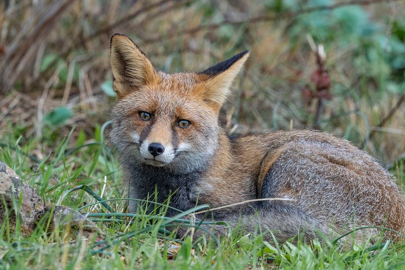 This Fox rests on the grass for a while and is not anxious because he has nothing to fear by Hans Hut