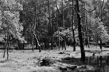 Een open plek in het bos in zwart-wit