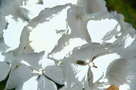 hortensia "blanc édité en photo" sur wil spijker