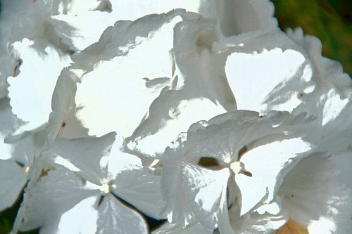 hortensia "wit bewerkt in foto"