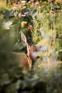 Cerf dans un champ de fleurs Silence d'été caché