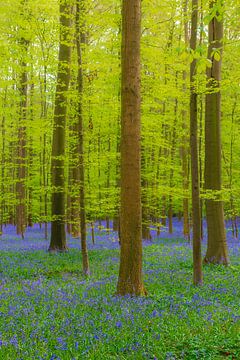 Wilde hyacinten bloemen in het bos in het voorjaar