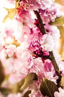 Blossom