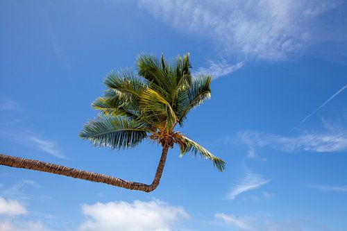 Palm tree. View of beautiful tropical beach with palm trees. Holiday and holiday concept. Tropical b