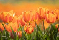 Orange tulip field
