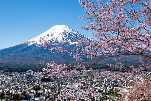 Malerischer Blick zum Fuji zur Kirschblüte