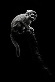 Monkeys by Poster Art Shop