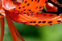 A fleur-de-lys in the garden after the rain