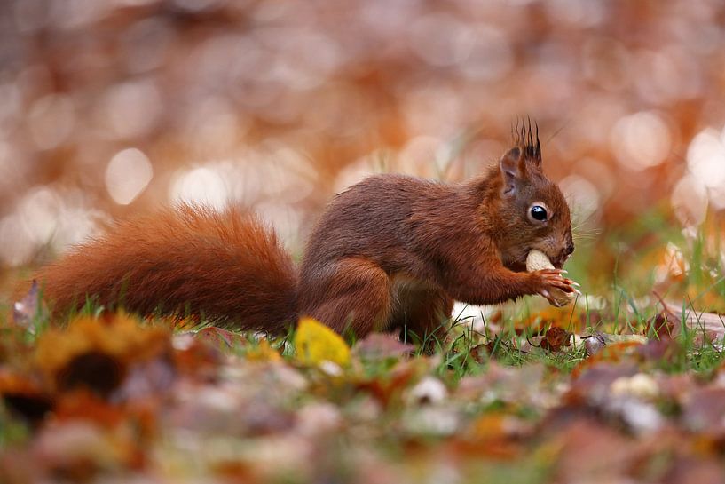 Trouvé... par LHJB Photography