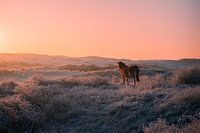 Paard geniet van de ochtendzon