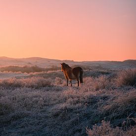 Pferd genießt die Morgensonne von Remy de Wal