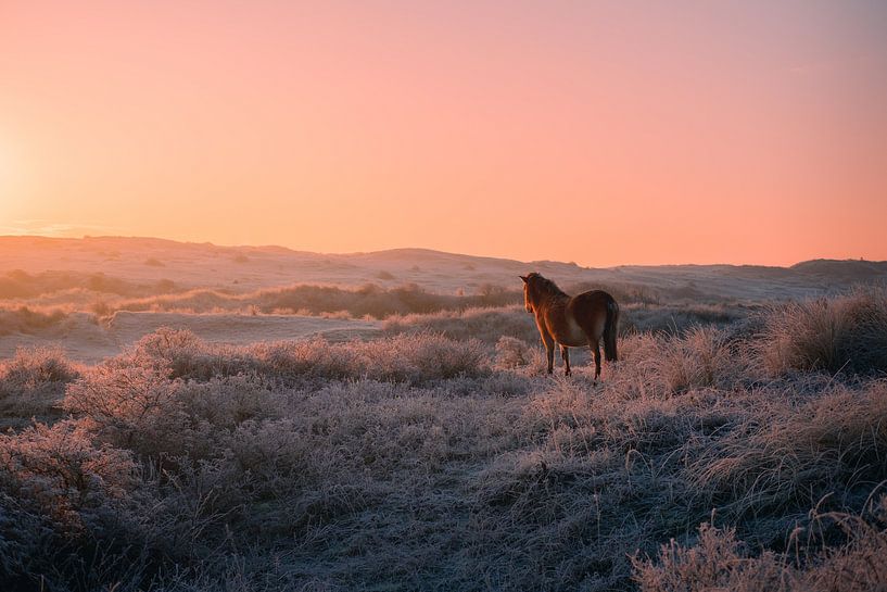 Un cheval profite du soleil du matin par Remy de Wal