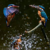 Eisvögel fischen